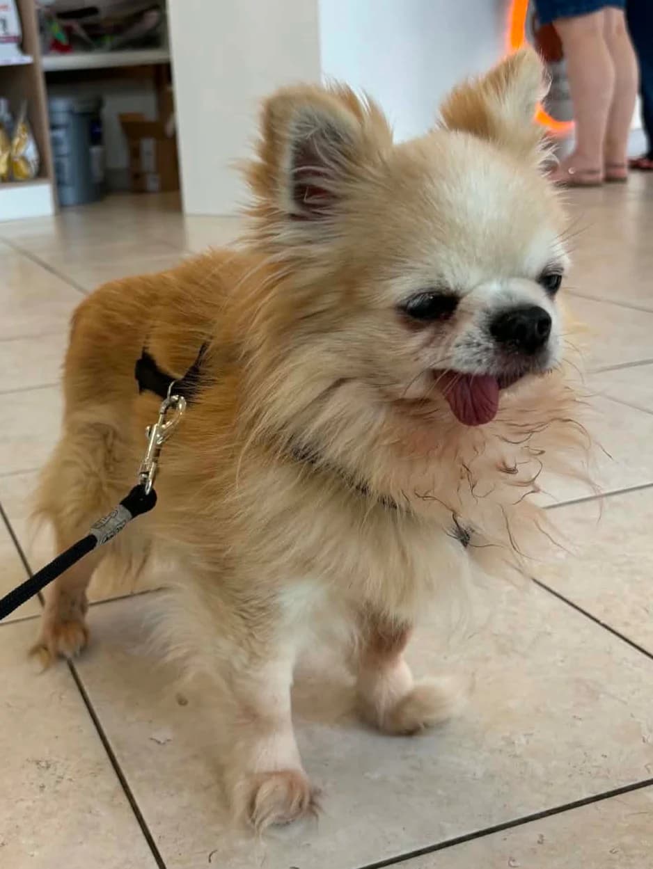 Vivaldi, mixed breed for adoption at Chihuahua en détresse