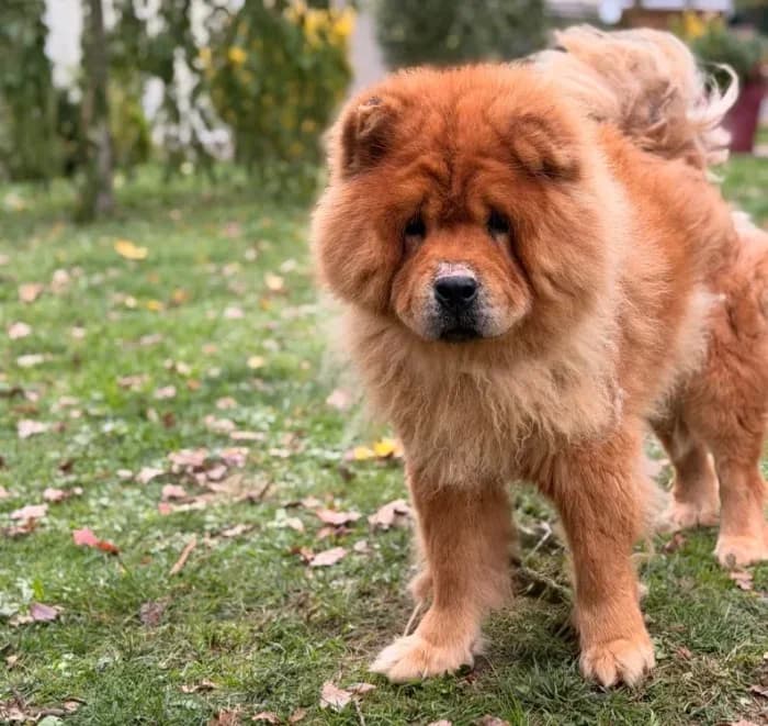 Choup’s, senior Mixed Breed for adoption at Chow au Coeur, chow au coeur
