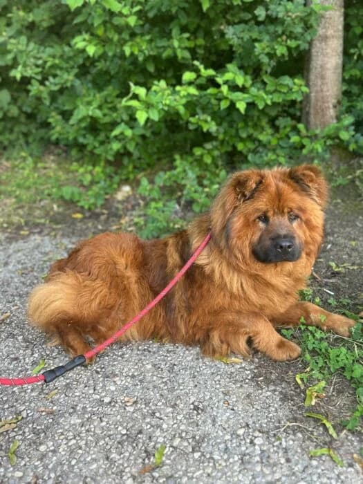 Nabou, young Mixed Breed for adoption at Chow au Coeur, chow au coeur