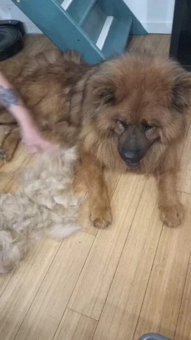 Nabou, female young Mixed Breed for adoption at Chow au Coeur, chow au coeur