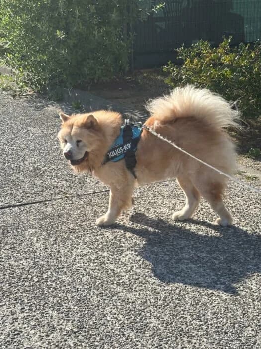 Nems, senior Mixed Breed for adoption at Chow au Coeur, chow au coeur