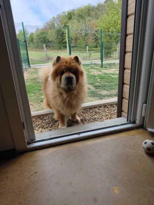 Pumba (4), male 6yo Mixed Breed for adoption at Chow au Coeur, chow au coeur