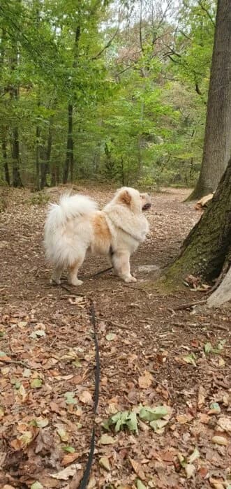 Sky, female Mixed Breed for adoption at Chow au Coeur, chow au coeur
