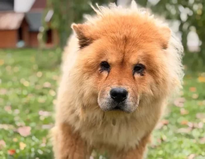 Sybelle, 5yo Mixed Breed for adoption at Chow au Coeur, chow au coeur
