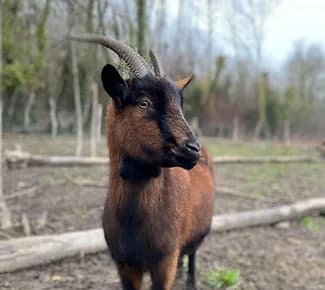 Lady, mixed breed for adoption at Association Cibou Et Compagnie, Chatenay sur seine