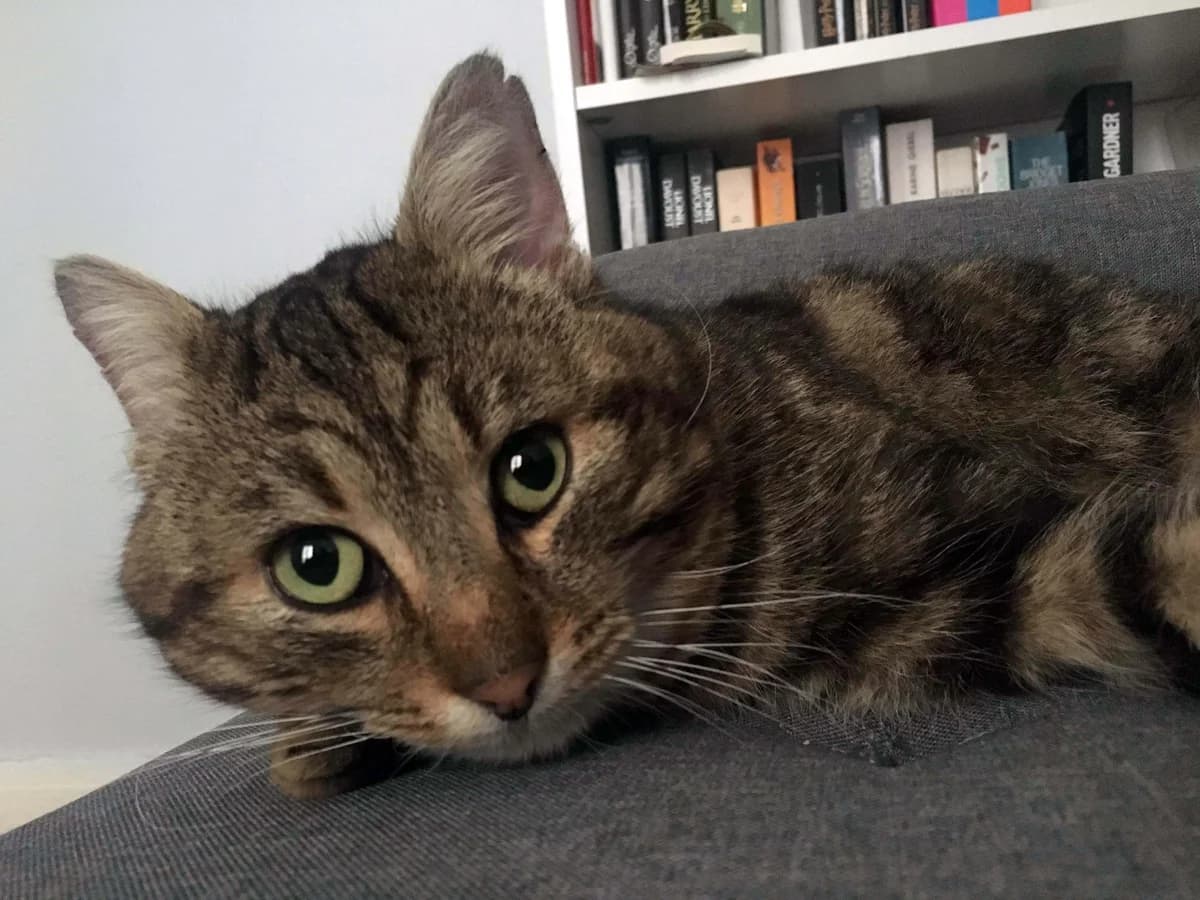 King, male 5yo European Shorthair for adoption at Club de Défense des Animaux Paris 12, Paris