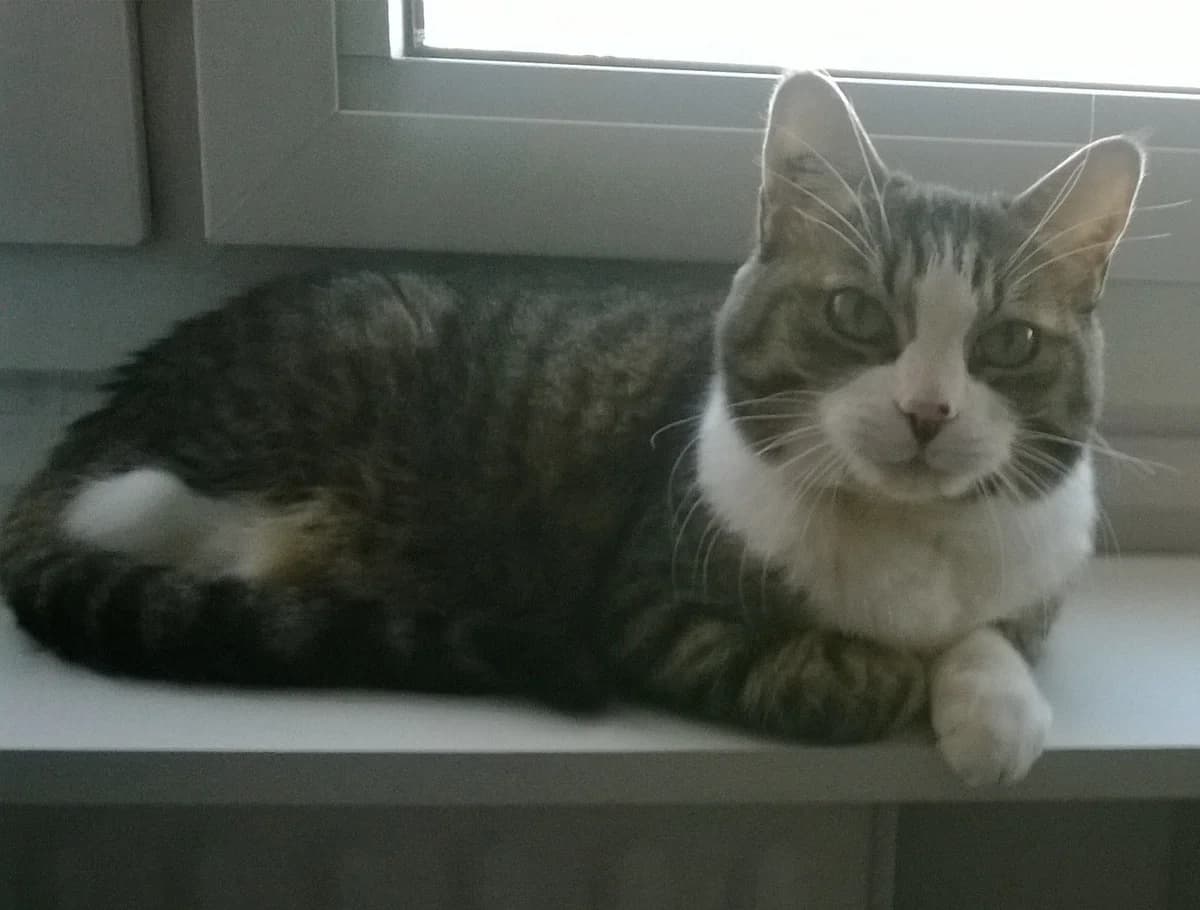 Chuck, male European Shorthair for adoption at Club de Défense des Animaux Paris 12