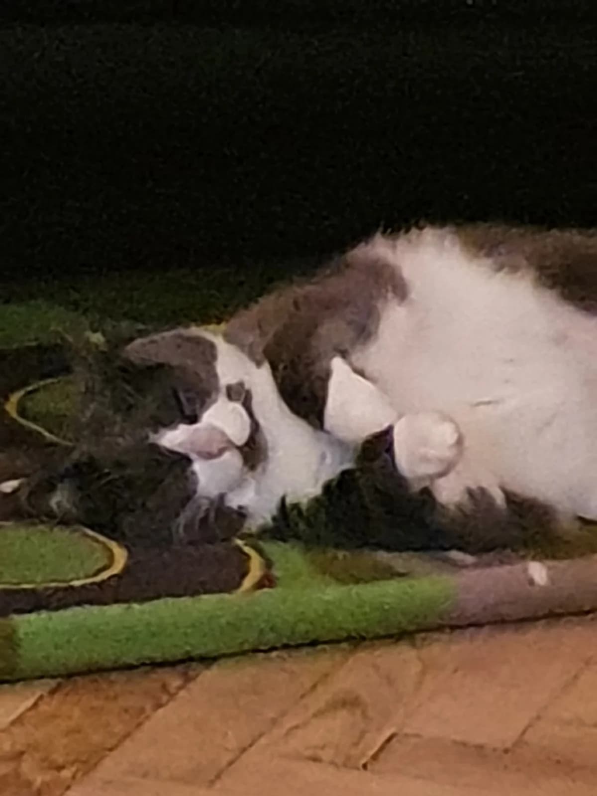 Ayrone, male senior European Shorthair for adoption at Club de Défense des Animaux Paris 12, Paris