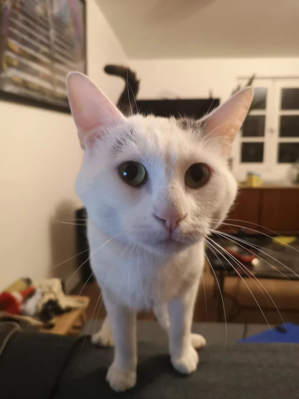 Minou, male 7yo European Shorthair for adoption at Club de Défense des Animaux Paris 12, Paris