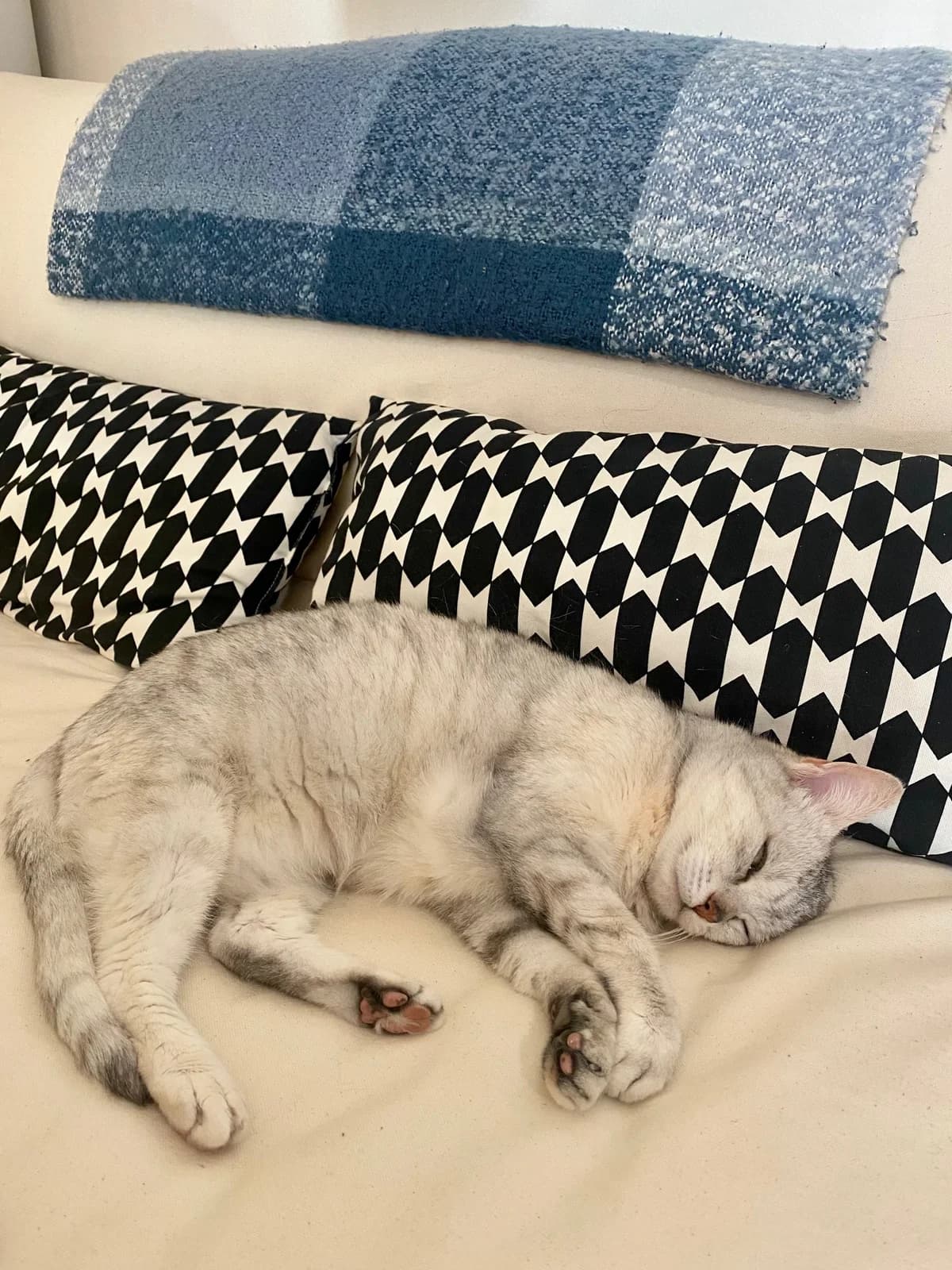 Gnocchi, female senior European Shorthair for adoption at Club de Défense des Animaux Paris 12, Paris