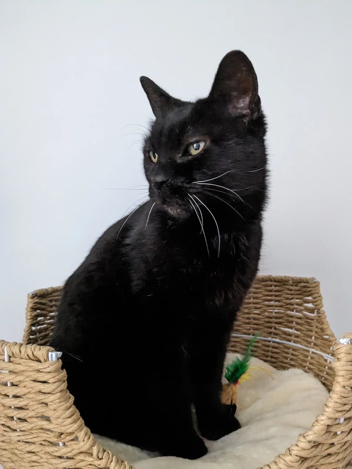 Antonin, male European Shorthair for adoption at Club de Défense des Animaux Paris 12, Paris