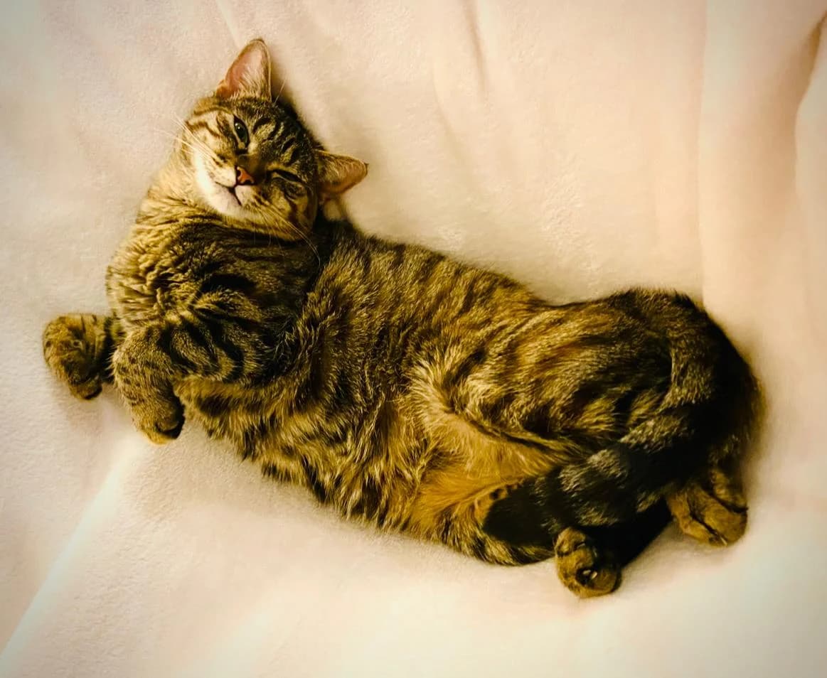 Vanda, female 3yo European Shorthair for adoption at Club de Défense des Animaux Paris 12, Paris