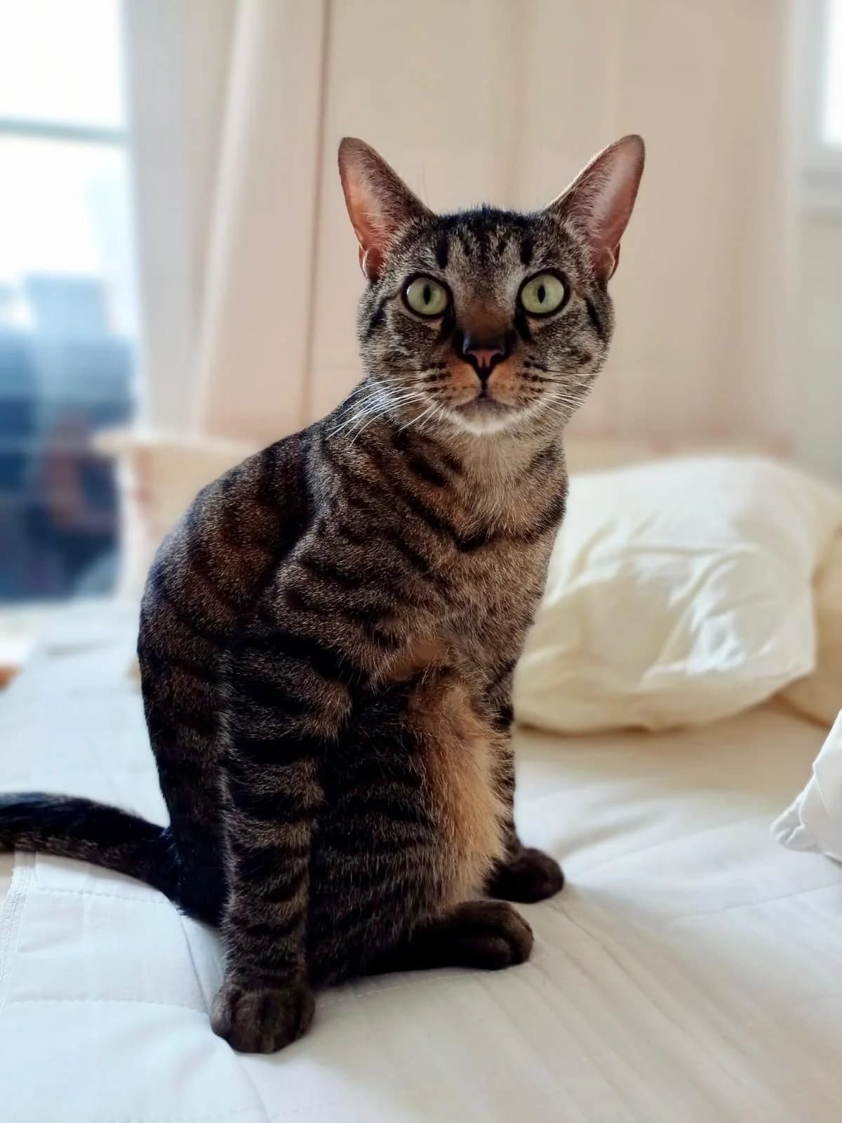 Pépite, male 4yo European Shorthair for adoption at Club de Défense des Animaux Paris 12, Paris