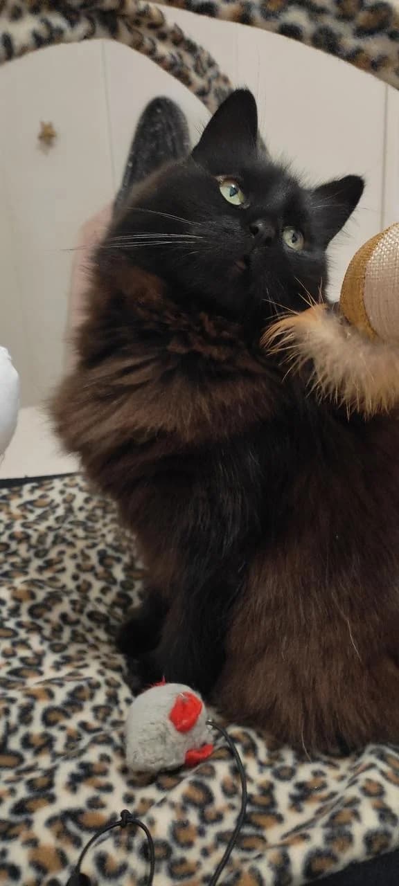 Tara, female 6yo European Shorthair for adoption at Club de Défense des Animaux Paris 12, Paris