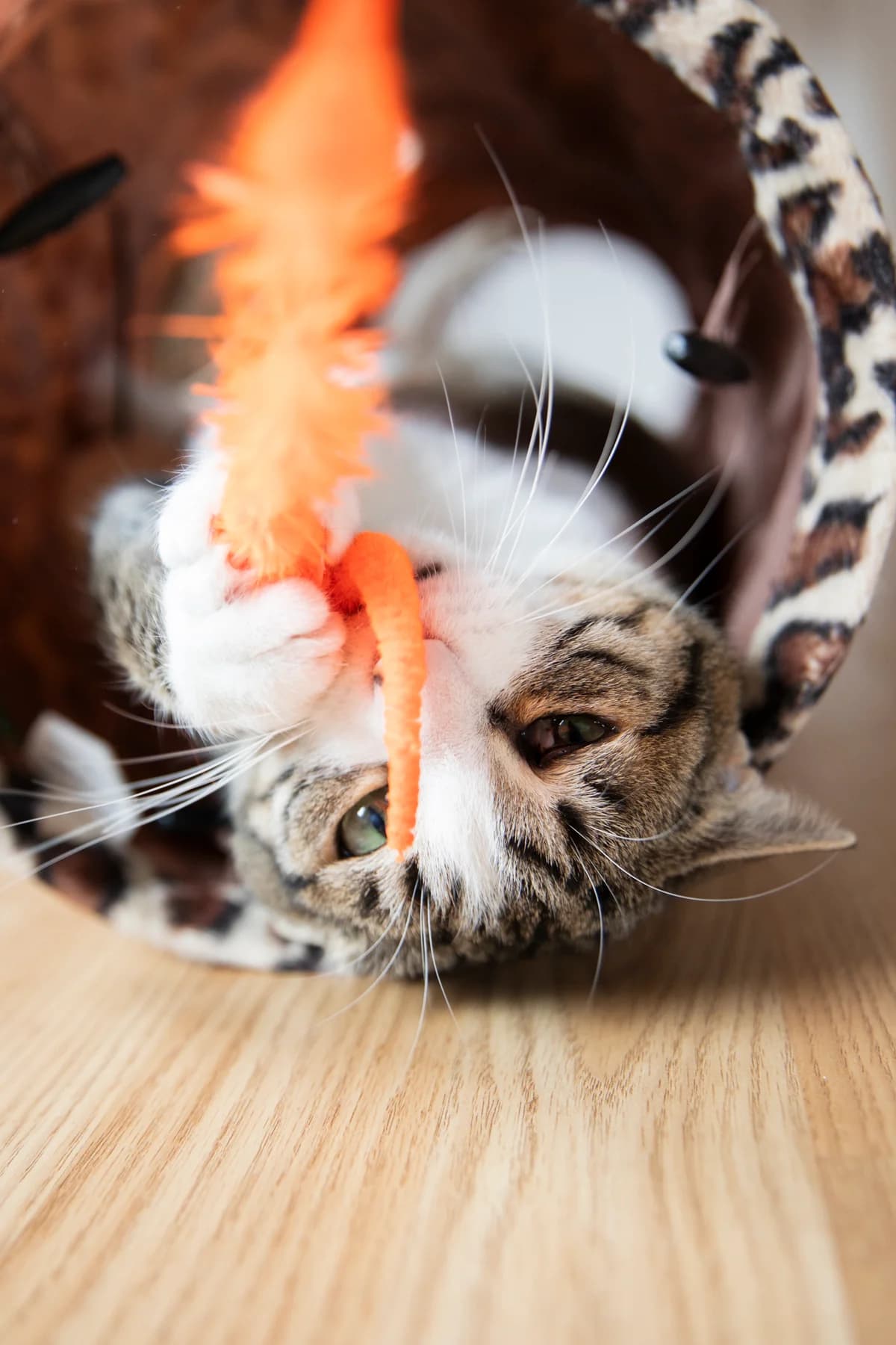 Picchu, male 3yo European Shorthair for adoption at Club de Défense des Animaux Paris 12, Paris