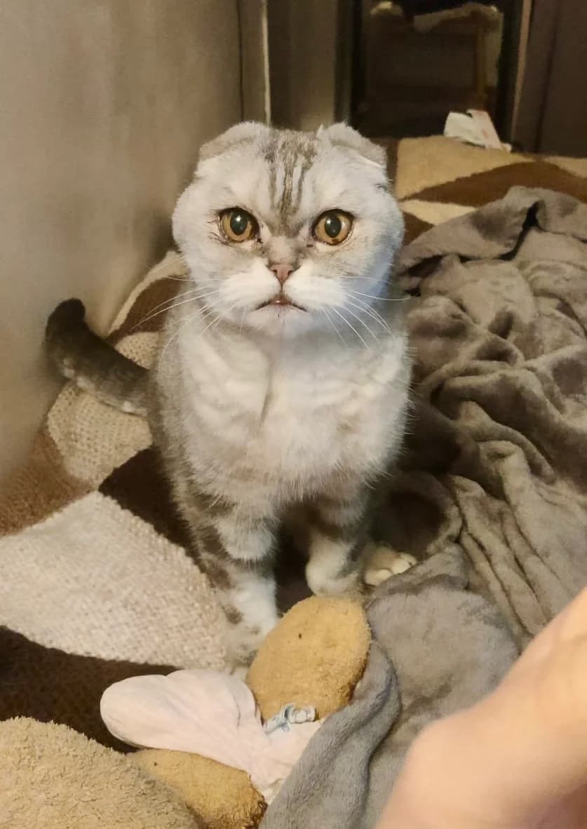 Réglisse, female senior Scottish Fold for adoption at Club de Défense des Animaux Paris 12, Paris