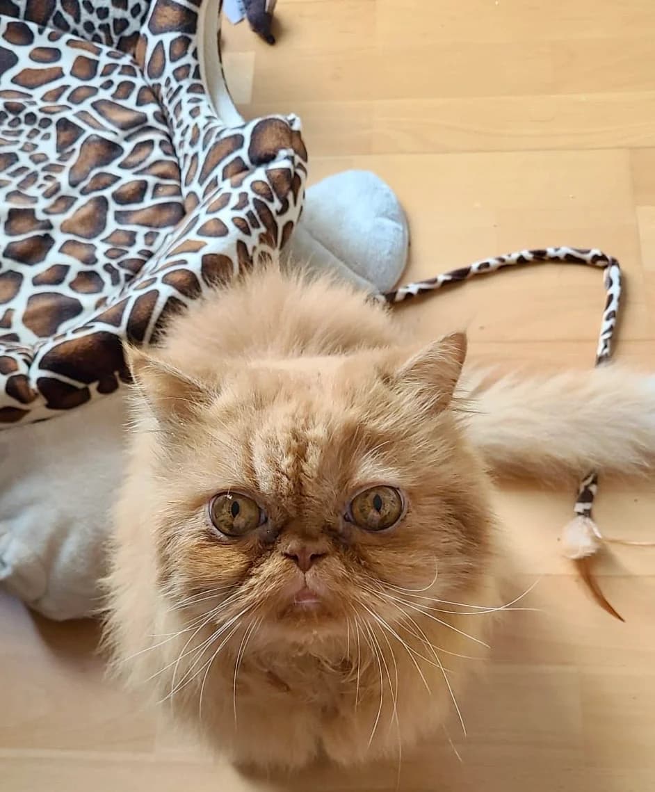 Caramel, male senior Persian for adoption at Club de Défense des Animaux Paris 12, Paris