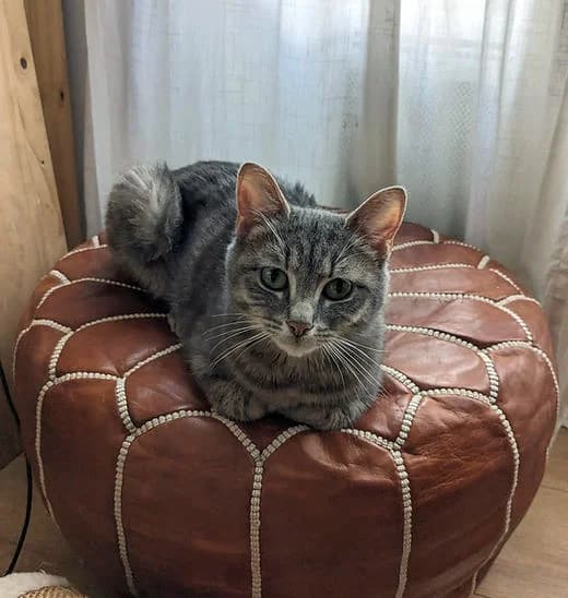 Wendy, female 4yo European Shorthair for adoption at Club de Défense des Animaux Paris 12, Paris