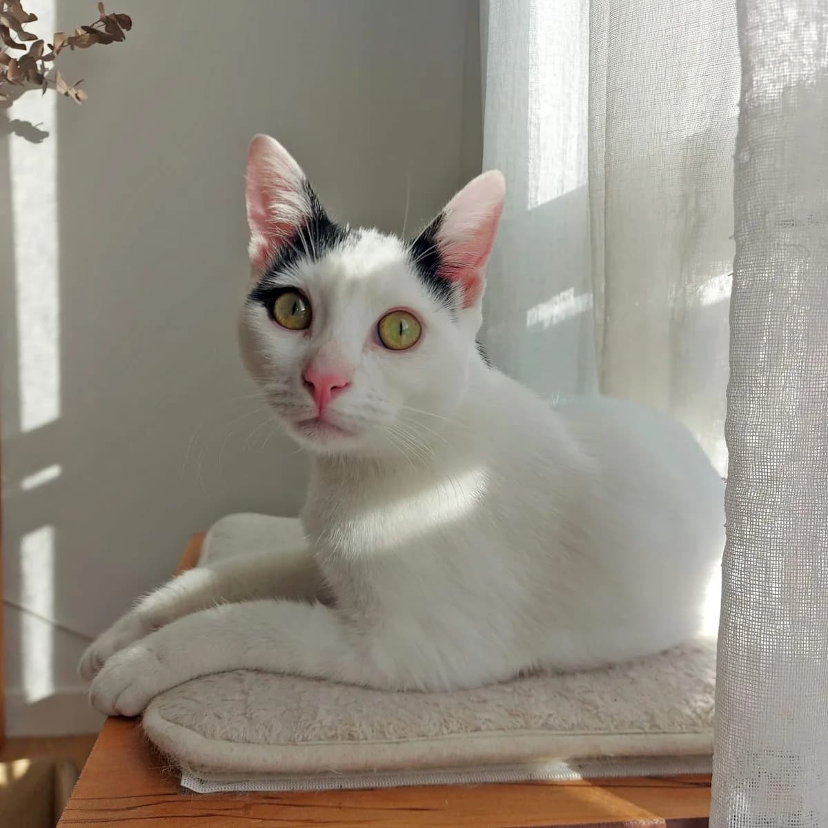 Krispy, male young European Shorthair for adoption at Club de Défense des Animaux Paris 12, Paris