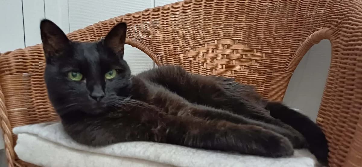 Poutchini, male Mixed Breed for adoption at Club de Défense des Animaux Paris 12, Paris