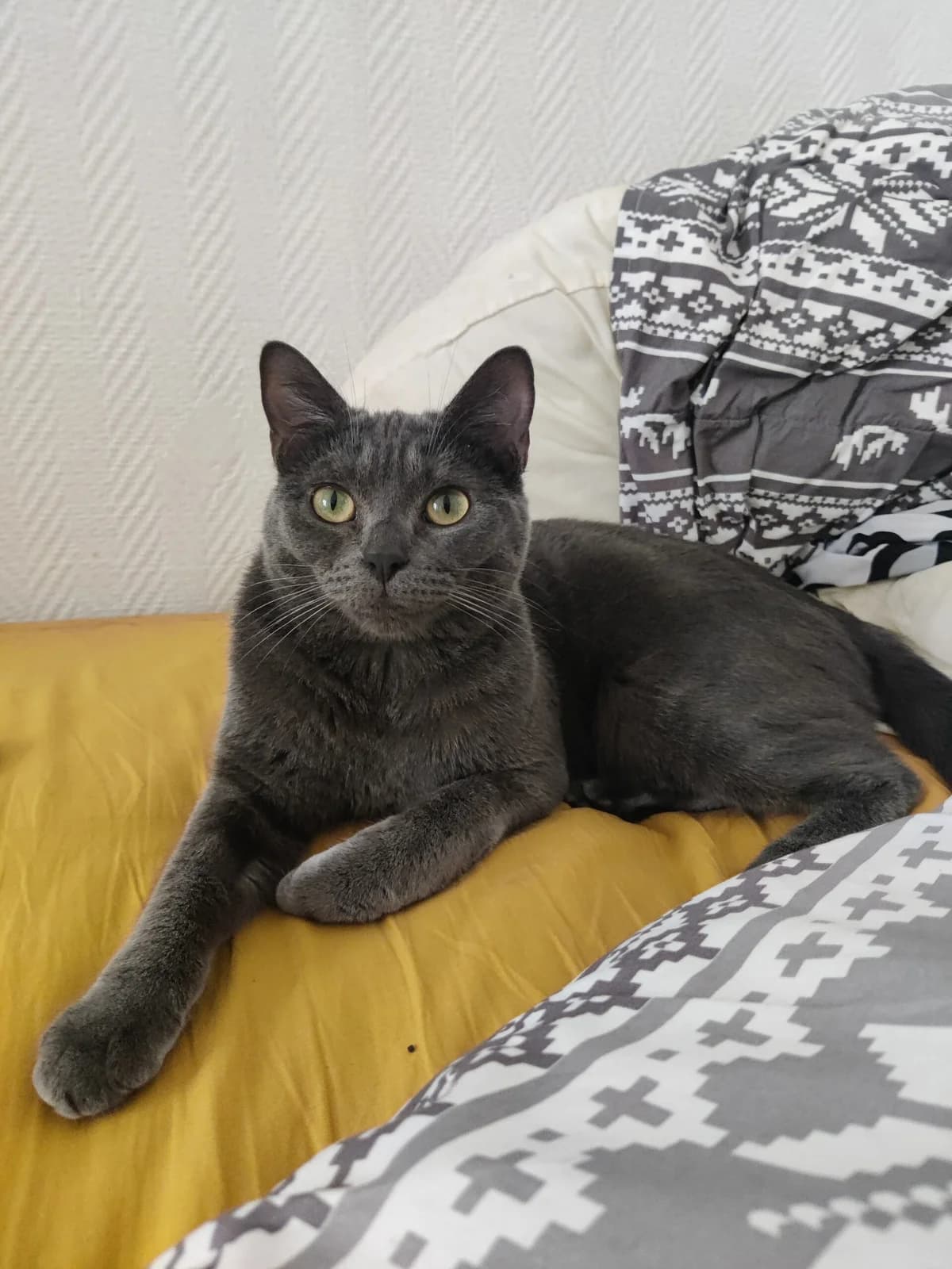 Erine ((réservée)), female young European Shorthair for adoption at Club de Défense des Animaux Paris 12, Paris