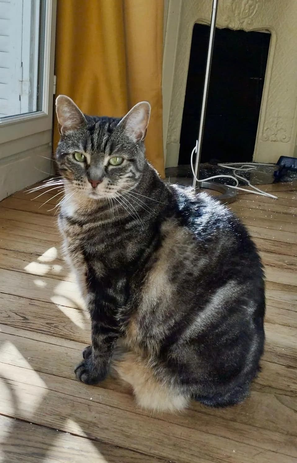 Hera, female 6yo European Shorthair for adoption at Club de Défense des Animaux Paris 12, Paris