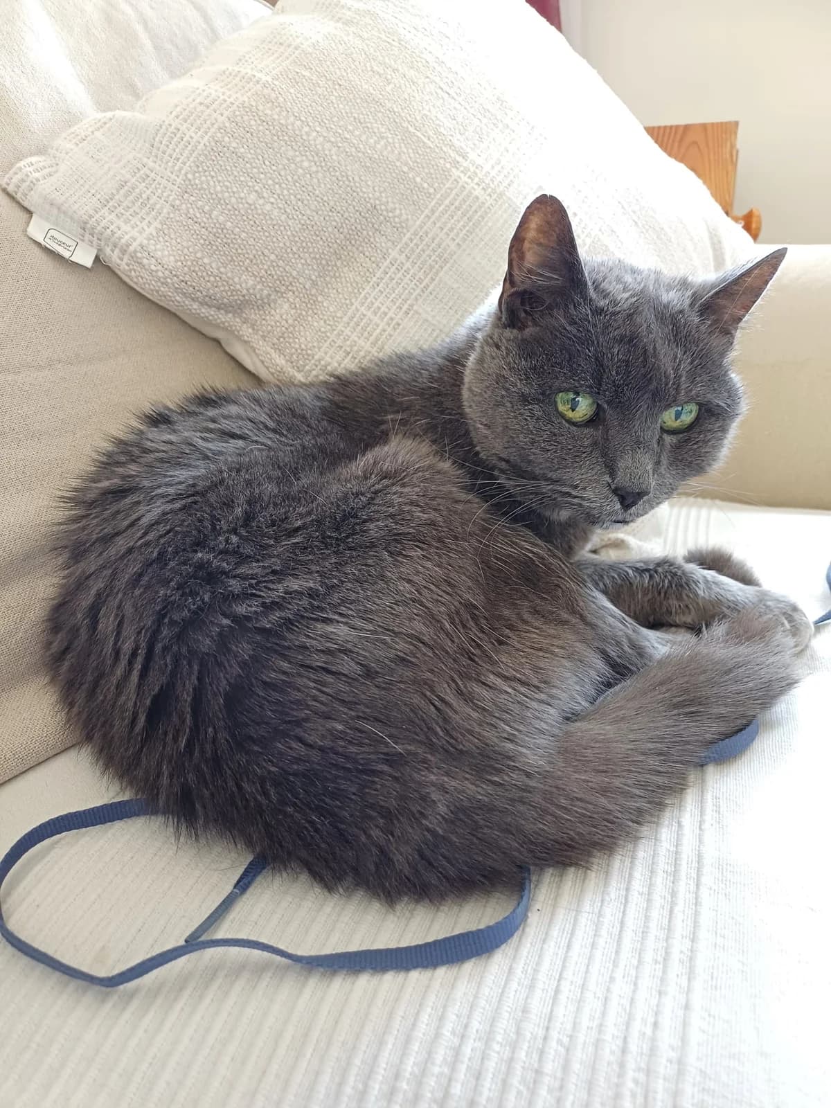 Pénélope, female senior European Shorthair for adoption at Club de Défense des Animaux Paris 12, Paris
