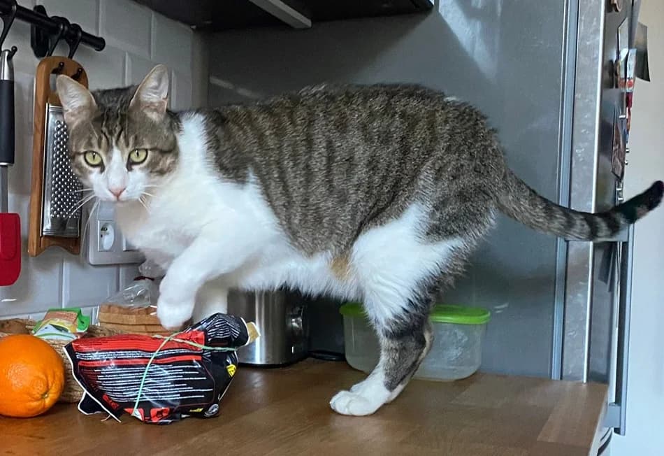 Vasco, male 4yo European Shorthair for adoption at Club de Défense des Animaux Paris 12, Paris
