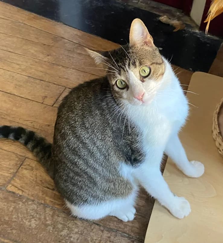 Vasco, male 4yo European Shorthair for adoption at Club de Défense des Animaux Paris 12, Paris