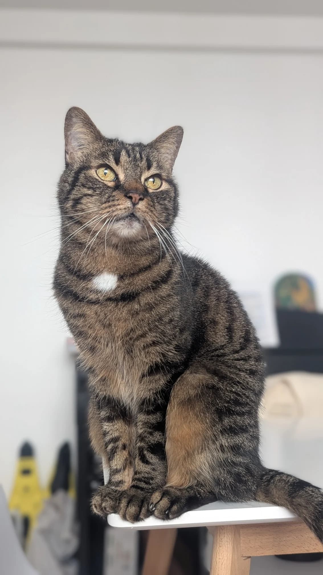 Darwin, male senior European Shorthair for adoption at Club de Défense des Animaux Paris 12, Paris