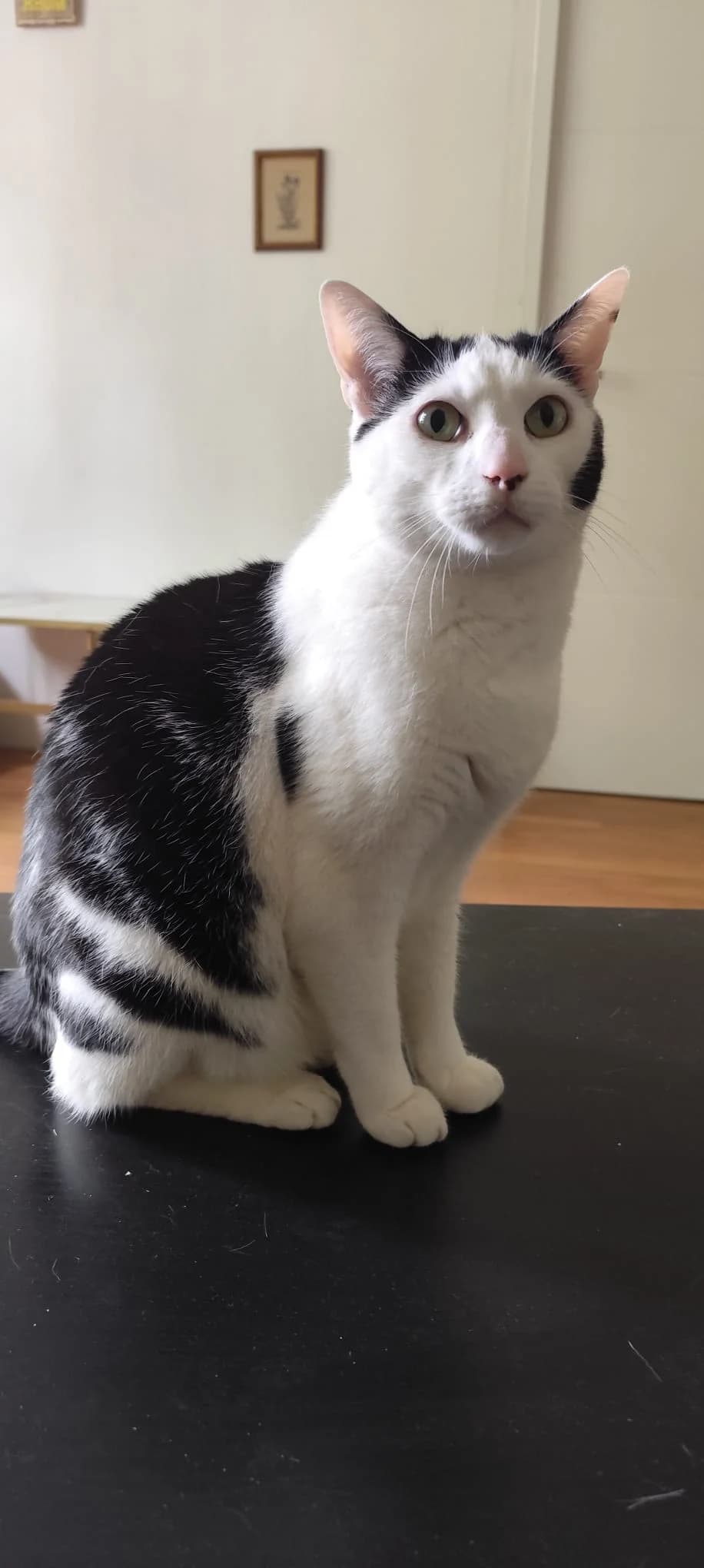 Bergson, male 5yo European Shorthair for adoption at Club de Défense des Animaux Paris 12, Paris
