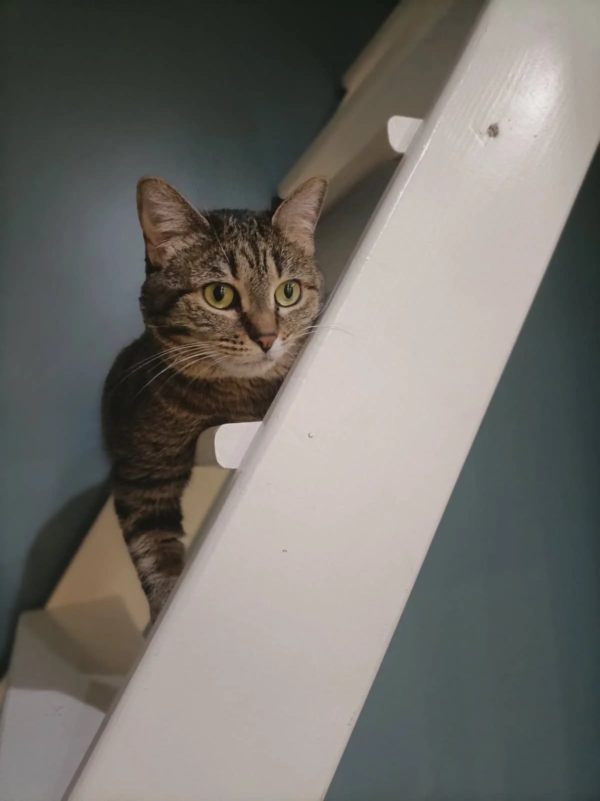 Bella, female 6yo European Shorthair for adoption at Club de Défense des Animaux Paris 12, Paris
