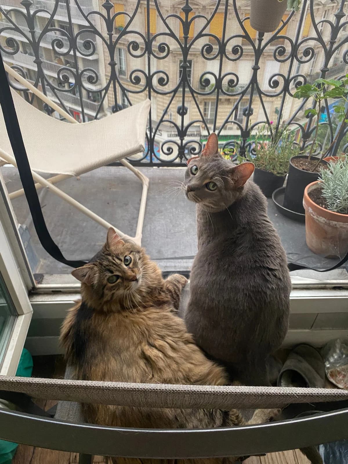 Mousson et Pépito, male senior European Shorthair for adoption at Club de Défense des Animaux Paris 12, Paris