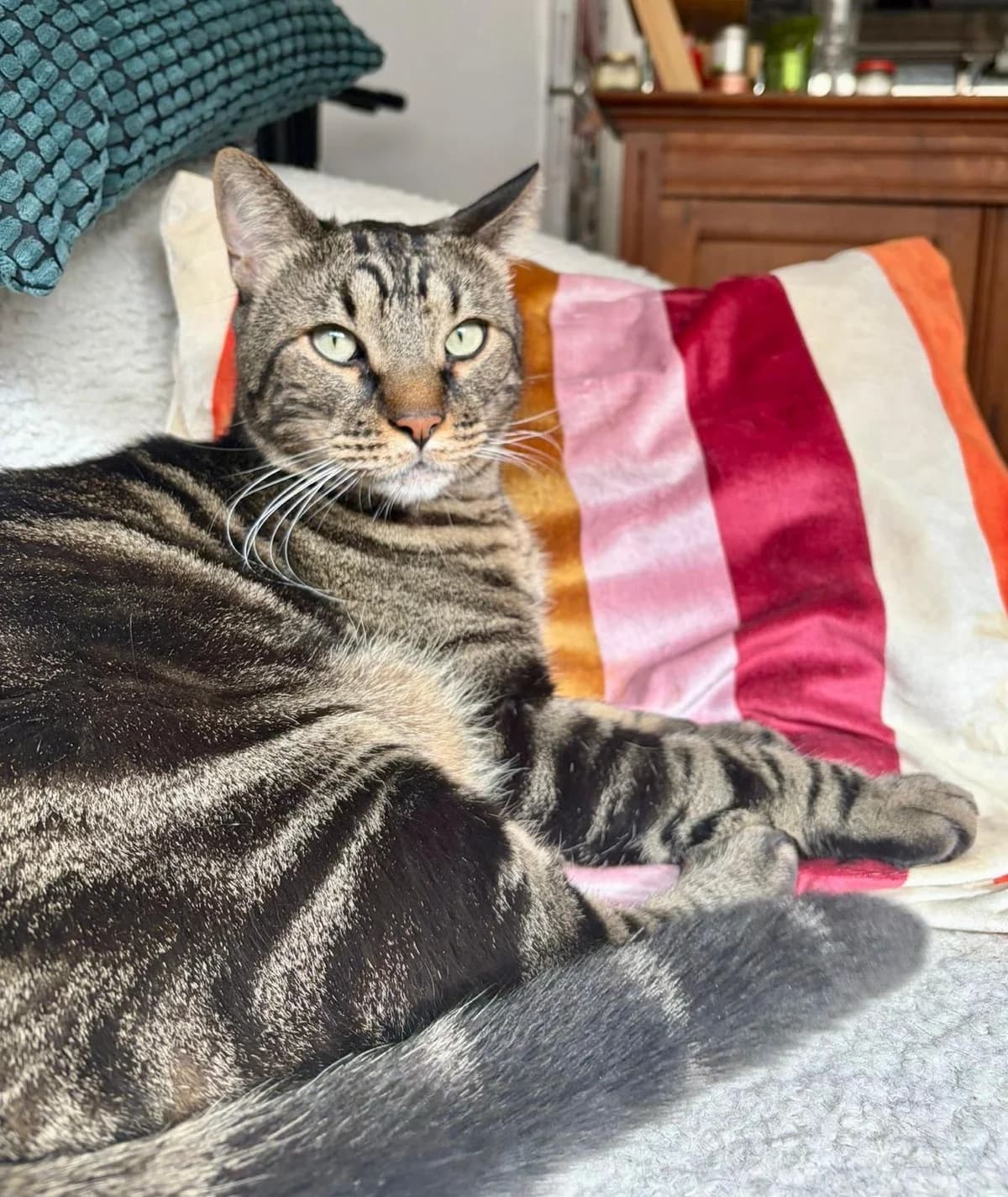 Marley, male 7yo European Shorthair for adoption at Club de Défense des Animaux Paris 12, Paris