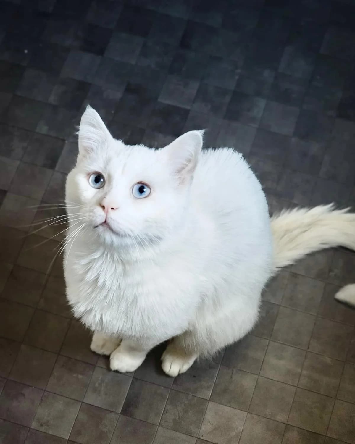 Nimbus, male senior European Shorthair for adoption at Club de Défense des Animaux Paris 12, Paris
