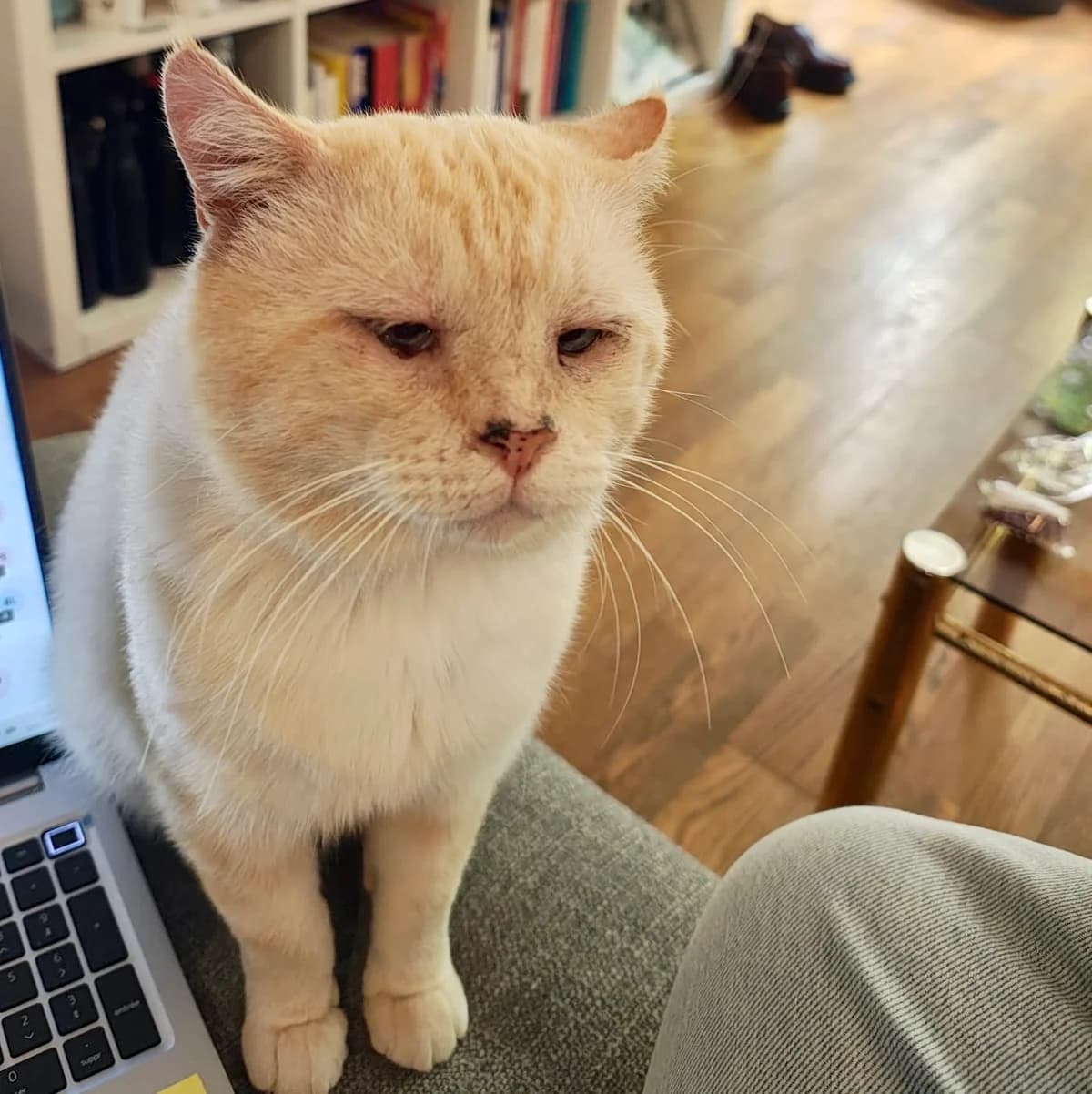 Mimi, male 7yo European Shorthair for adoption at Club de Défense des Animaux Paris 12, Paris