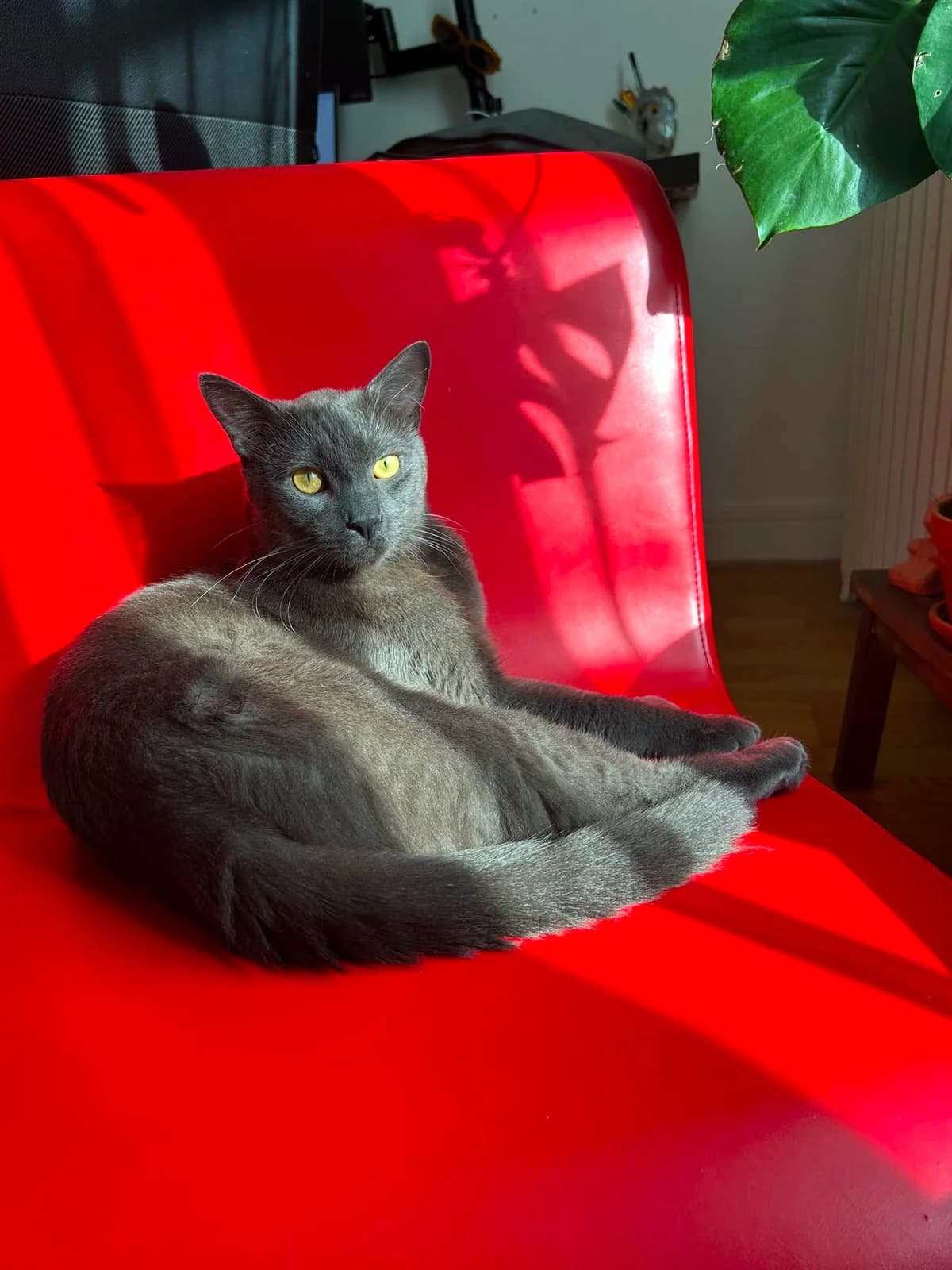 Émile, male young European Shorthair for adoption at Club de Défense des Animaux Paris 12, Paris