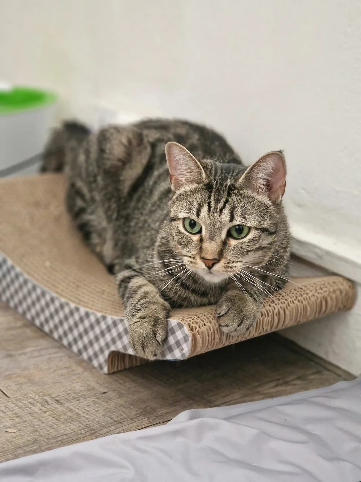 Nala, female senior European Shorthair for adoption at Club de Défense des Animaux Paris 12, Paris