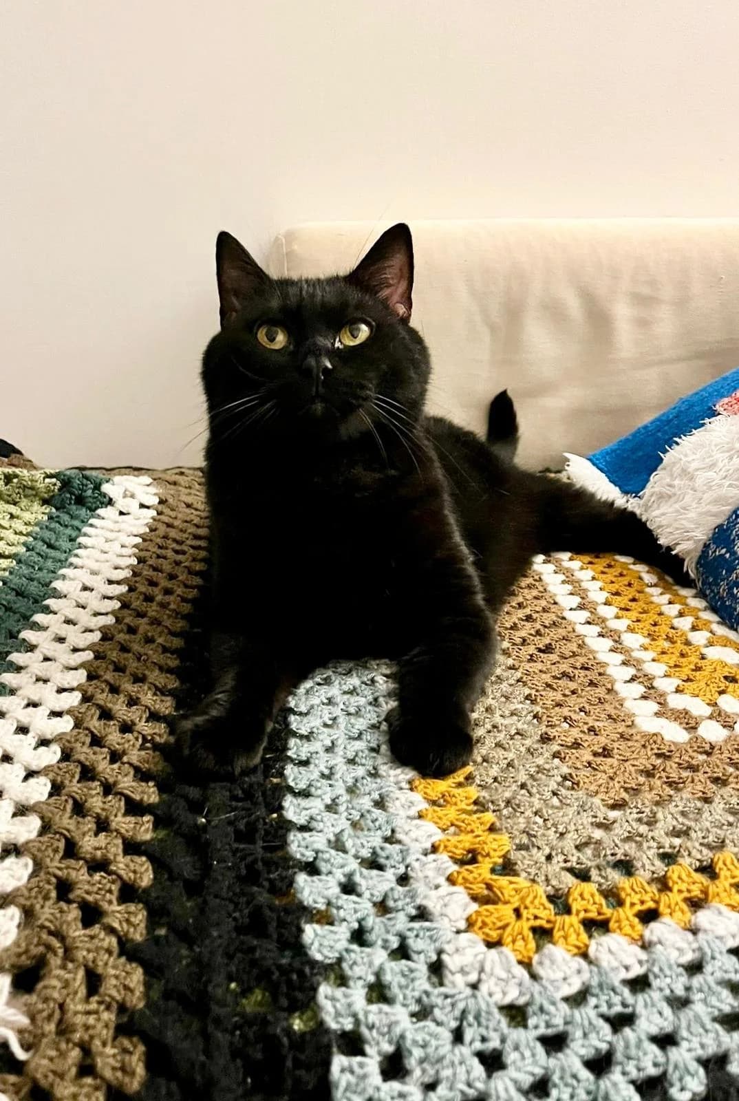 Harold, male 6yo European Shorthair for adoption at Club de Défense des Animaux Paris 12, Paris