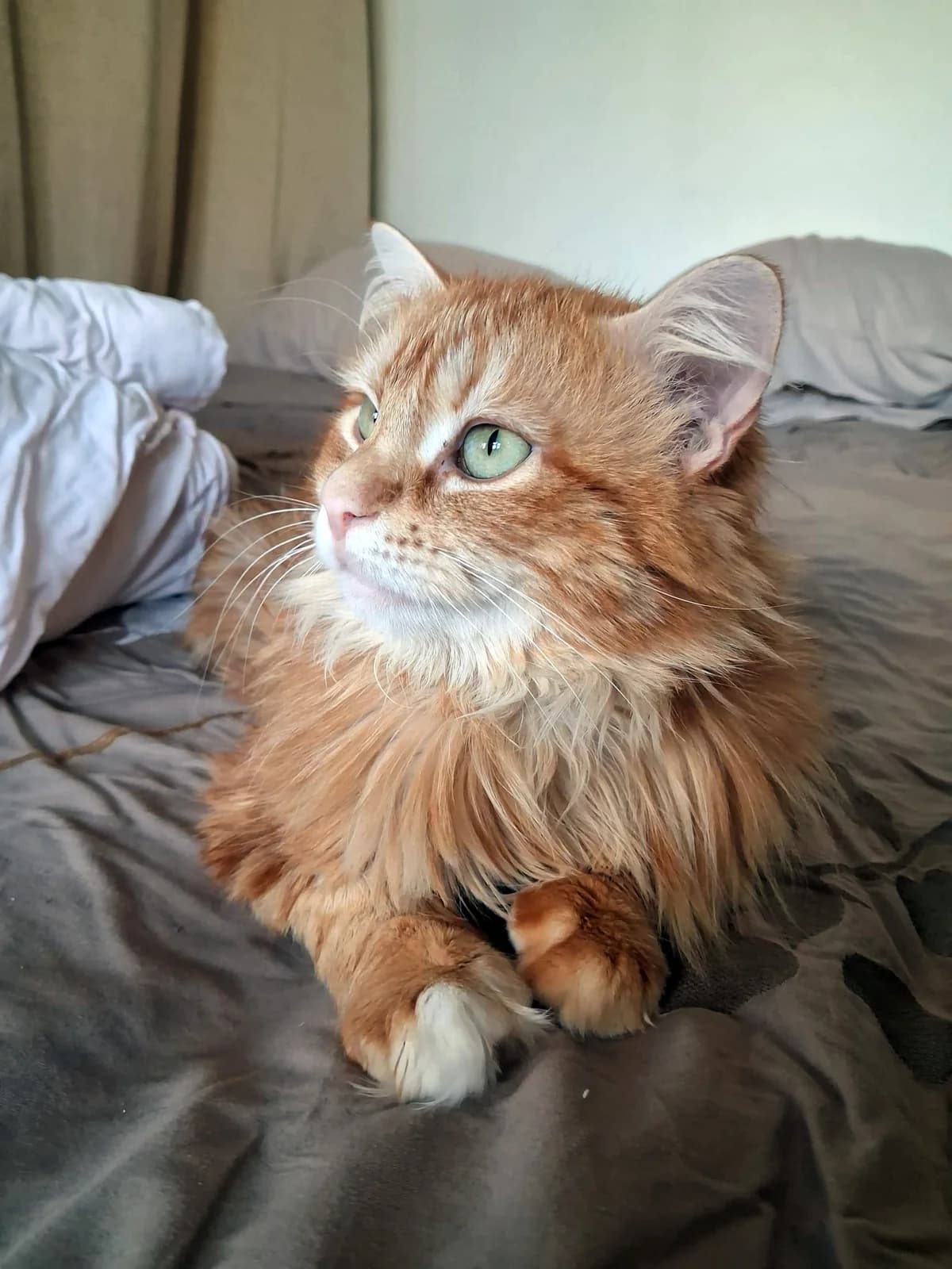 Rhapsody, male 3yo European Shorthair for adoption at Club de Défense des Animaux Paris 12, Paris