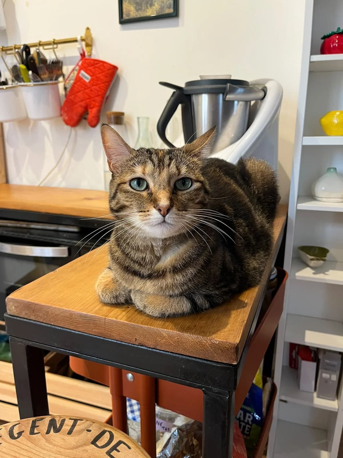 Nayla, female 6yo European Shorthair for adoption at Club de Défense des Animaux Paris 12, Paris
