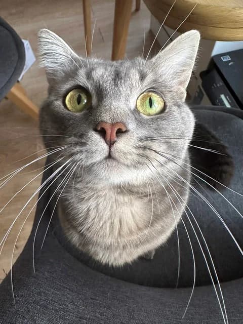 Angus, male senior European Shorthair for adoption at Club de Défense des Animaux Paris 12, Paris
