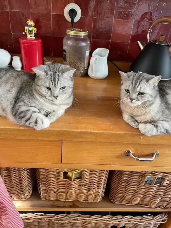 Puce et Zig, male senior British Shorthair for adoption at Club de Défense des Animaux Paris 12, Paris