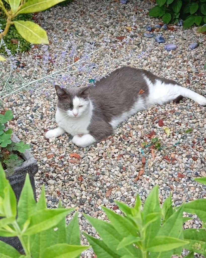 Cindy, 5yo Mixed Breed for adoption at Coeur De Chat Marly