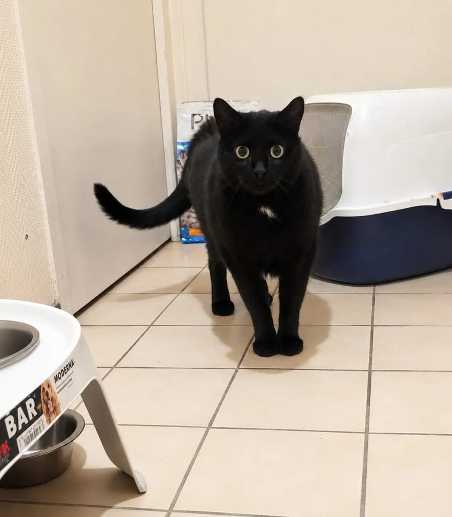 Sam, 5yo Mixed Breed for adoption at Coeur De Chat Marly