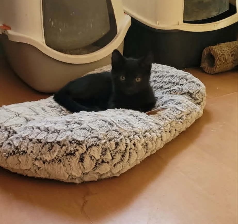 Blue, Mixed Breed for adoption at Coeur De Chat Marly
