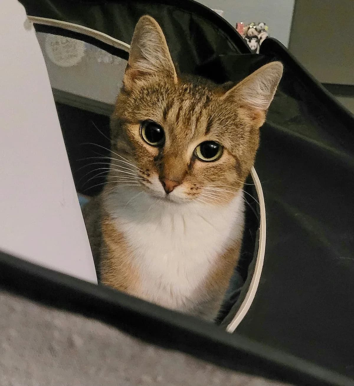 Brooklyn, young Mixed Breed for adoption at Coeur De Chat Marly