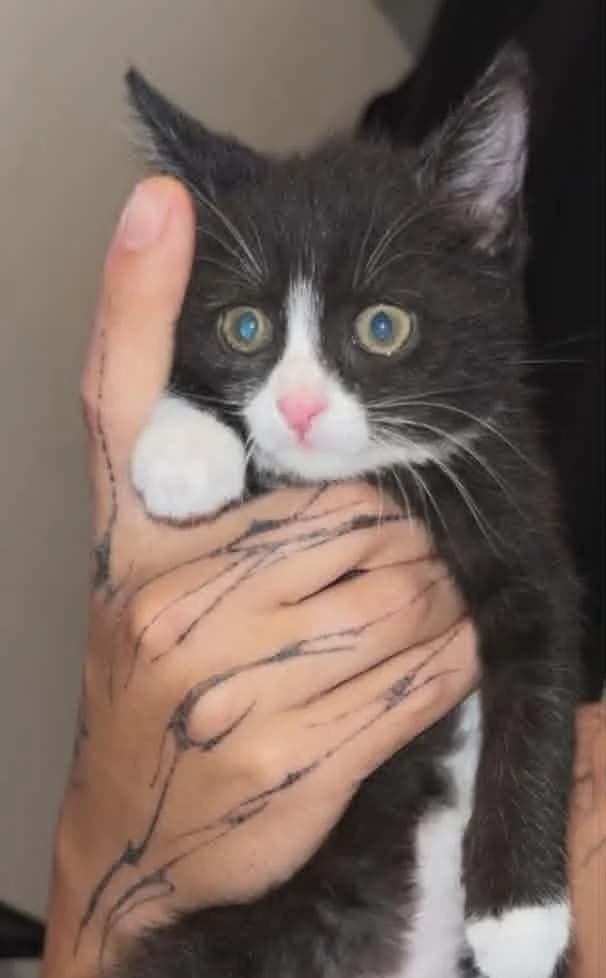 Bélya, Mixed Breed for adoption at Coeur De Chat Marly