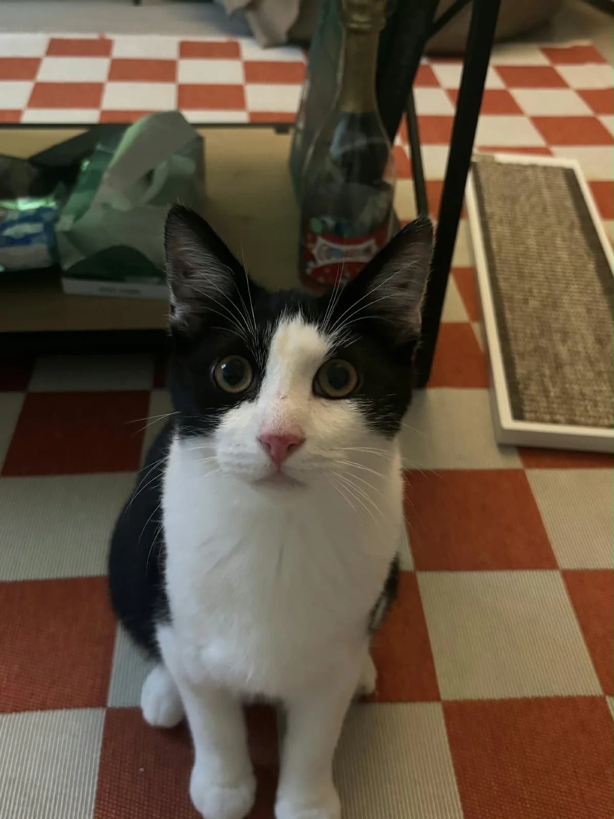 Buddy, Mixed Breed for adoption at Coeur De Chat Marly