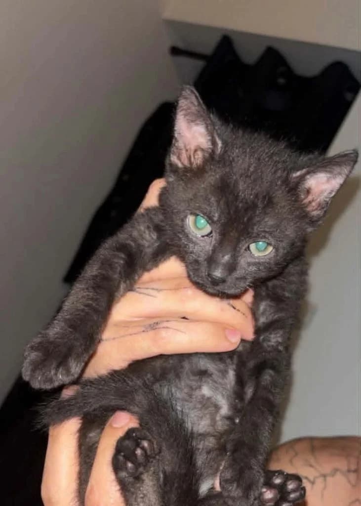 Baïa, Mixed Breed for adoption at Coeur De Chat Marly
